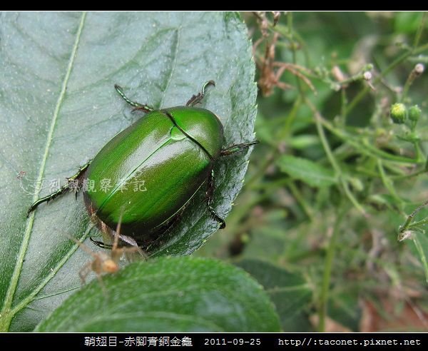 鞘翅目-赤腳青銅金龜_01.jpg