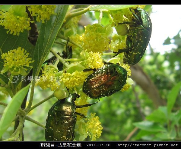 鞘翅目-凸星花金龜_02.jpg