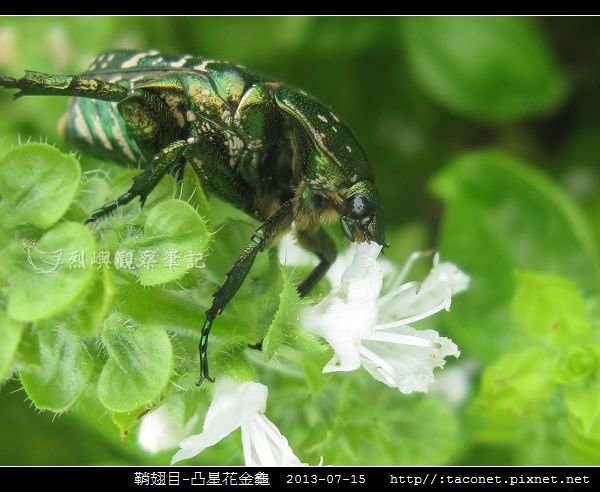 鞘翅目-凸星花金龜_04.jpg