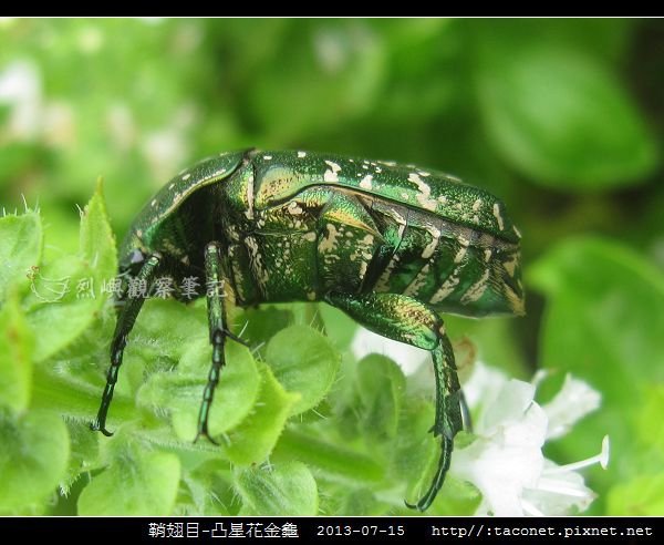 鞘翅目-凸星花金龜_07.jpg