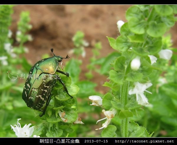 鞘翅目-凸星花金龜_10.jpg