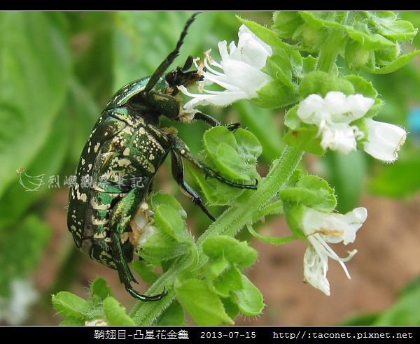 鞘翅目-凸星花金龜_14.jpg