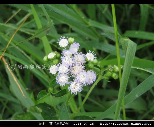 菊科-紫花藿香薊_01.jpg