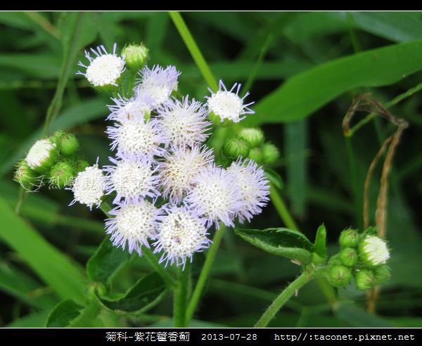 菊科-紫花藿香薊_03.jpg