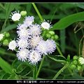 菊科-紫花藿香薊_03.jpg