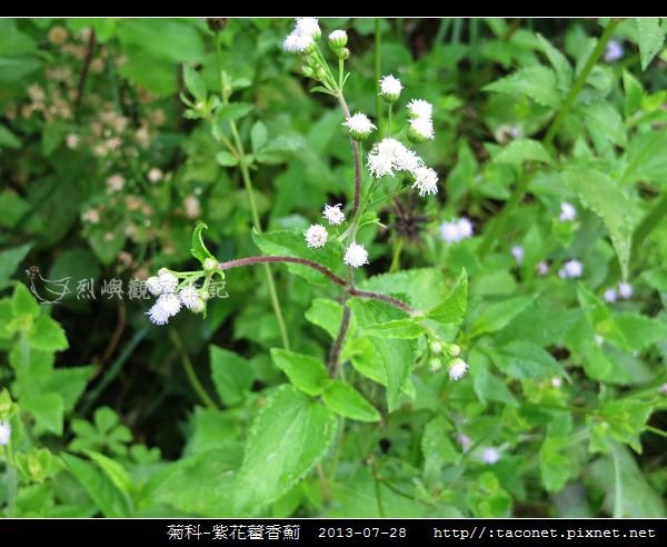 菊科-紫花藿香薊_04.jpg