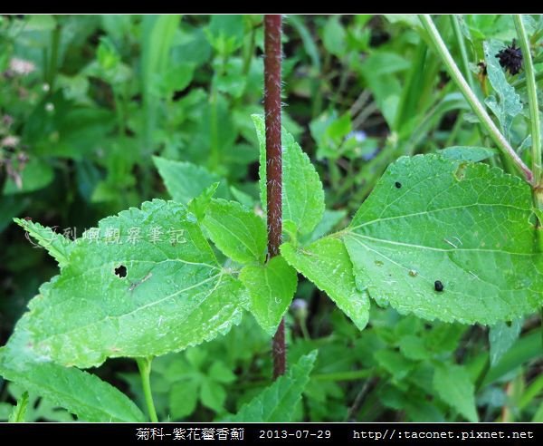 菊科-紫花藿香薊_10.jpg