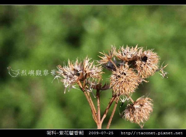 菊科-紫花藿香薊_12.jpg