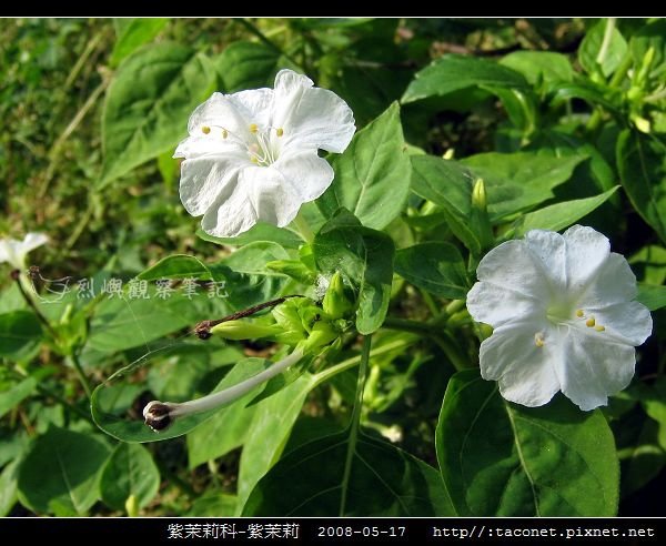 紫茉莉科-紫茉莉_04.jpg