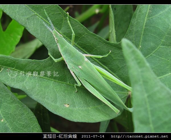 直翅目-紅后負蝗_03.jpg