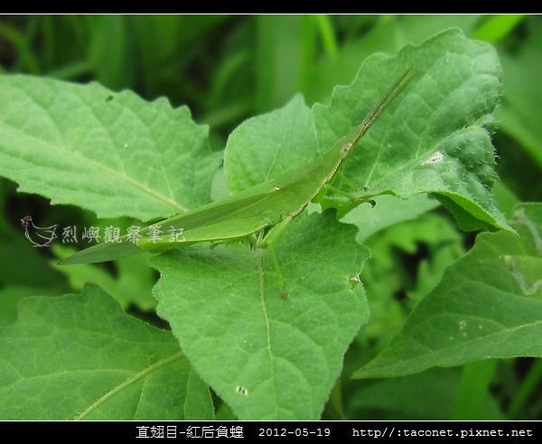 直翅目-紅后負蝗_06.jpg