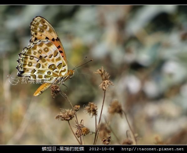 鱗翅目-黑端豹斑蝶-09.jpg