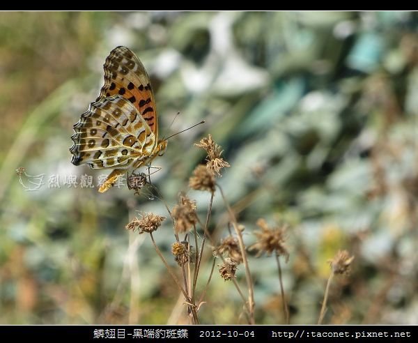 鱗翅目-黑端豹斑蝶-08.jpg