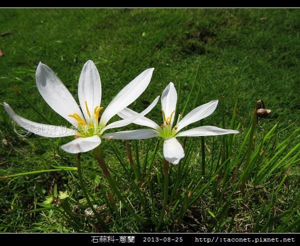 石蒜科-蔥蘭_07.jpg