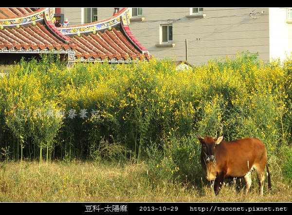 豆科-太陽麻_10.jpg