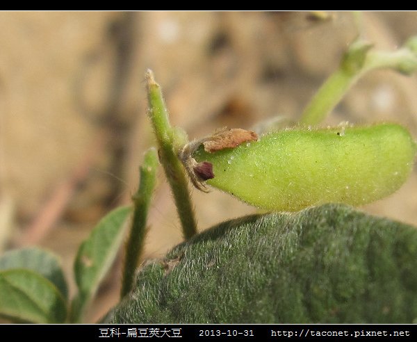 豆科-扁豆莢大豆_03.jpg