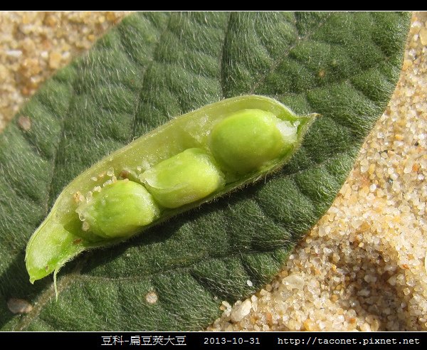 豆科-扁豆莢大豆_04.jpg