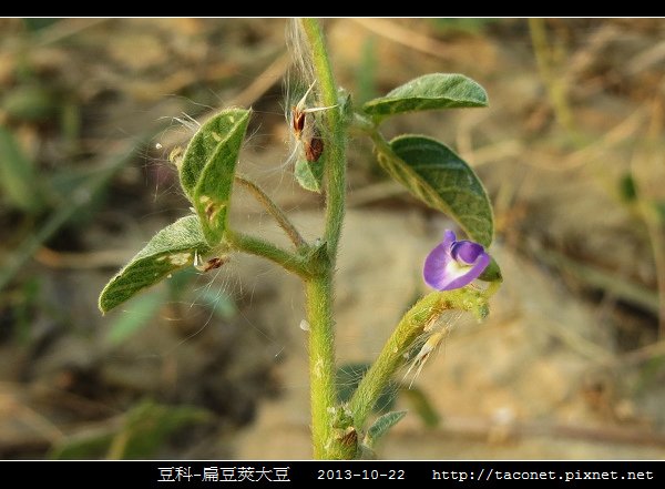 豆科-扁豆莢大豆_07.jpg