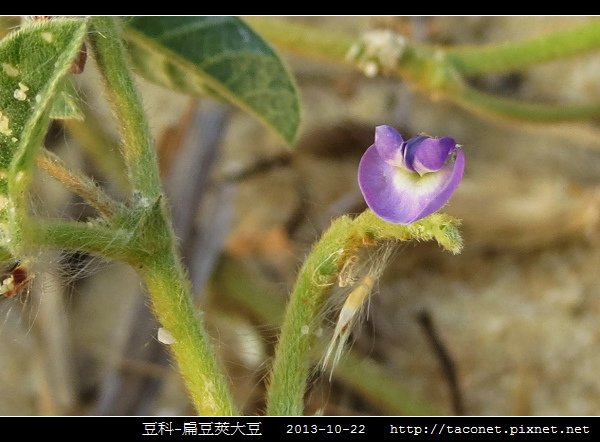 豆科-扁豆莢大豆_08.jpg