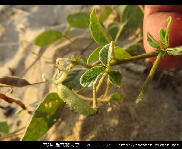 豆科-扁豆莢大豆_12.jpg