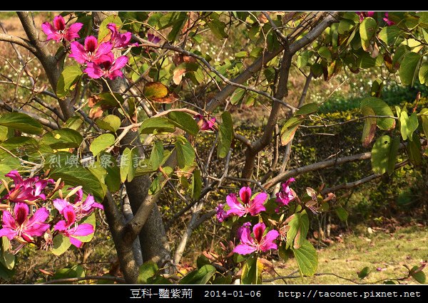 豆科-豔紫荊_11.jpg