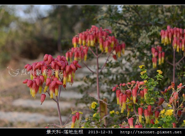 景天科-落地生根_09.jpg