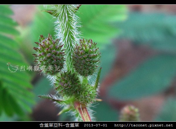 豆科-含羞草_05.jpg