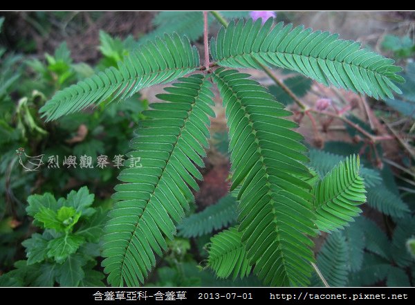 豆科-含羞草_07.jpg