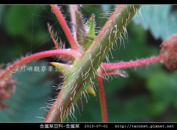 豆科-含羞草_08.jpg