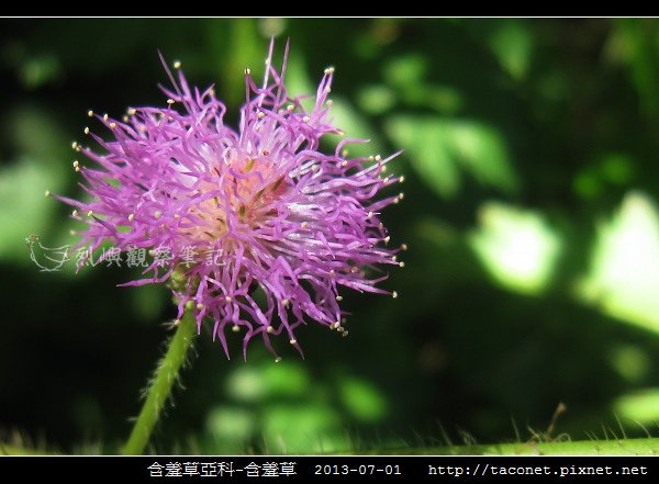 豆科-含羞草_11.jpg