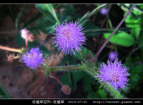 豆科-含羞草_12.jpg