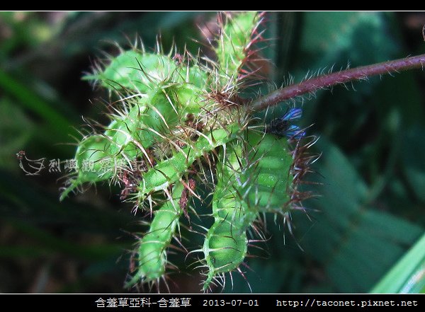 豆科-含羞草_13.jpg