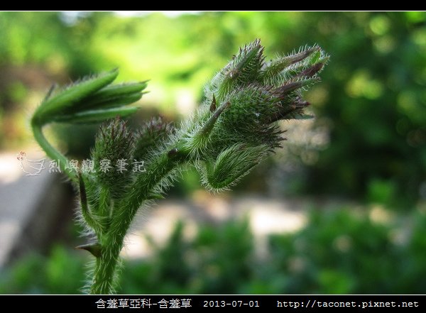 豆科-含羞草_14.jpg