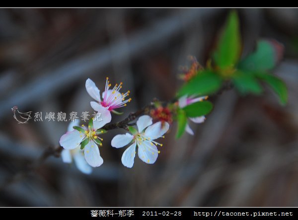 薔薇科-郁李_01.jpg