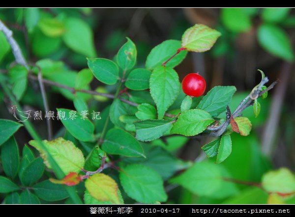薔薇科-郁李_03.jpg