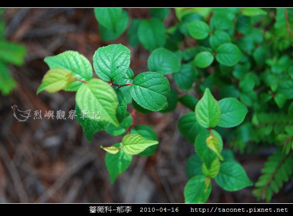 薔薇科-郁李_02.jpg