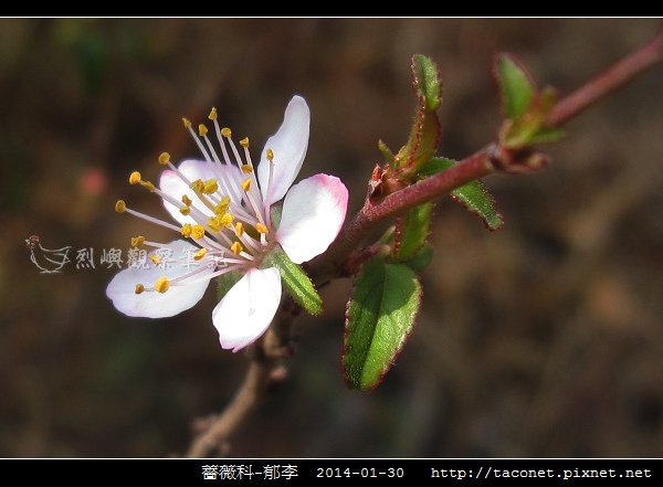 薔薇科-郁李_06.jpg