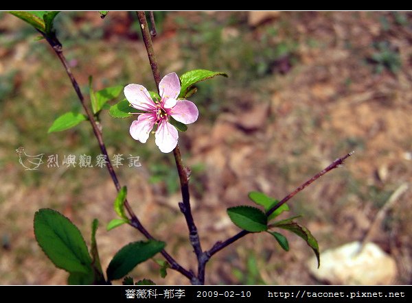 薔薇科-郁李_09.jpg