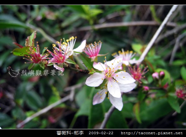 薔薇科-郁李_10.jpg