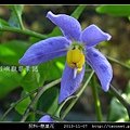 茄科-懸星花_10.jpg