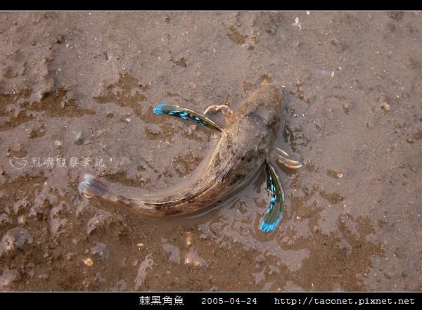 棘黑角魚_01.jpg