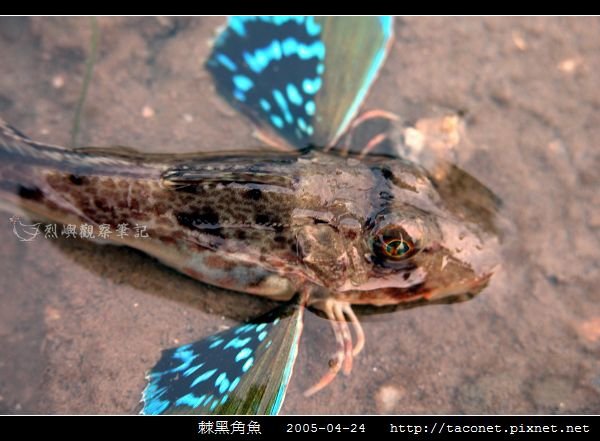 棘黑角魚_05.jpg