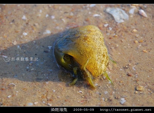 染斑海兔_01.jpg