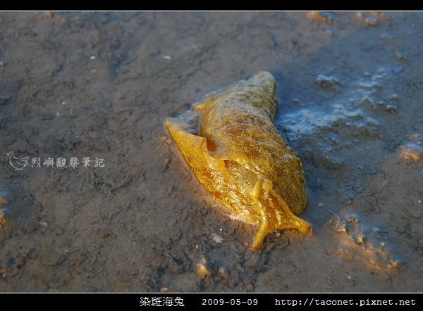 染斑海兔_02.jpg