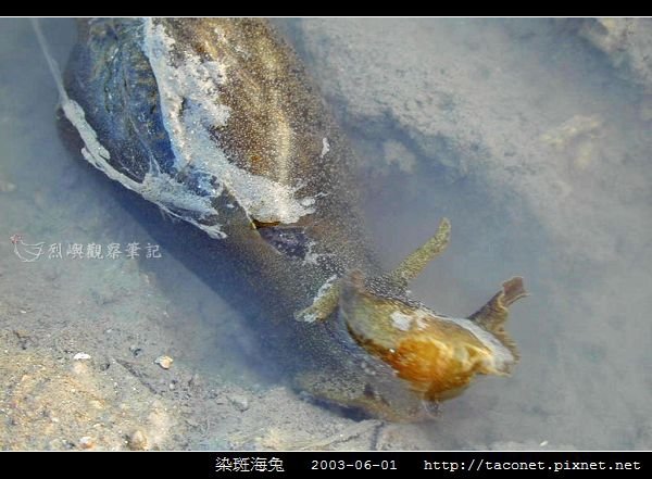 染斑海兔_05.jpg