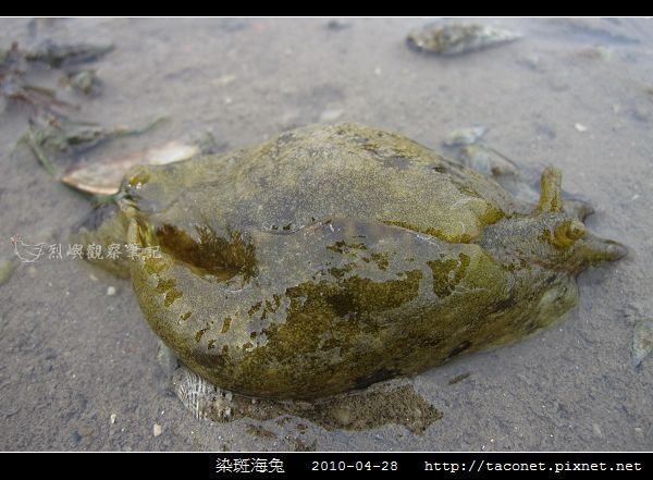 染斑海兔_08.jpg