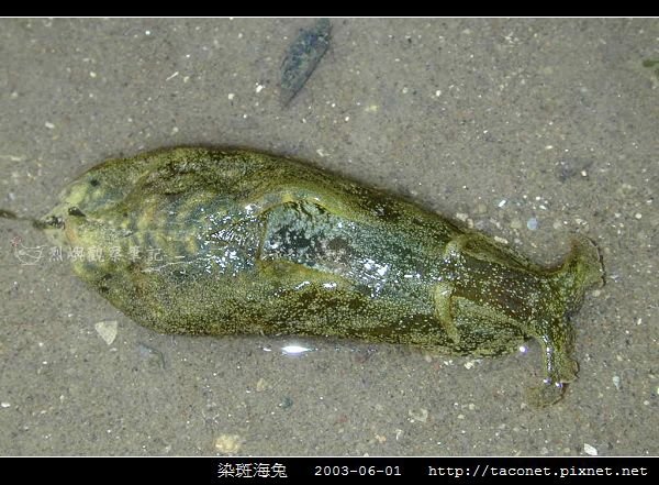染斑海兔_07.jpg