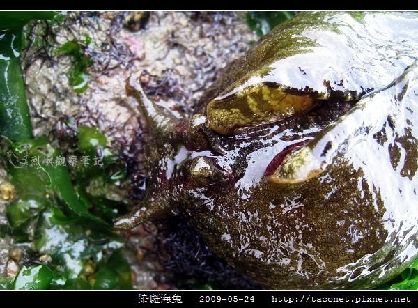 染斑海兔_10.jpg