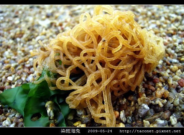 染斑海兔_11.jpg