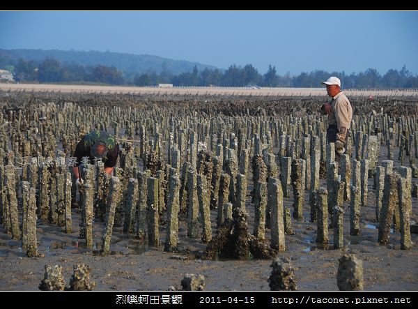 烈嶼蚵田景觀_02.jpg